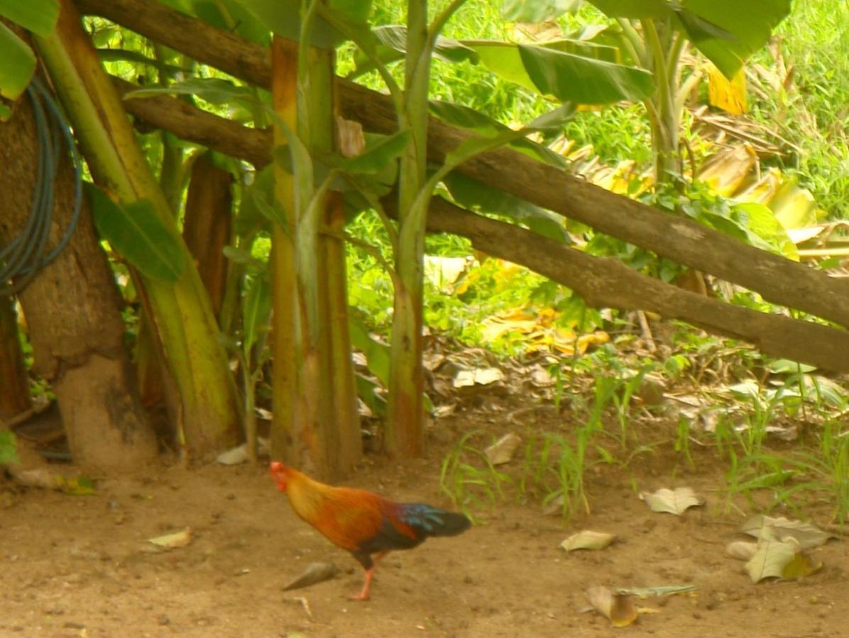 Homestay Camping Anuradhapura Bagian luar foto